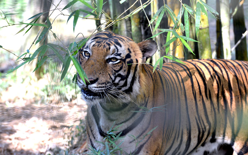 Lok Kawi Wildlife Park